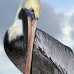 pelican_brown_can_v_0202_mex0212.jpg